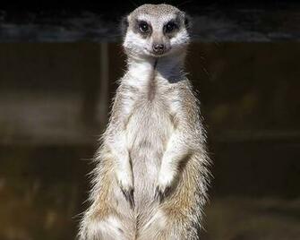 Meerkats Wallpaper Animal Literature