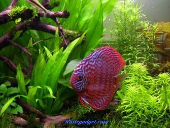 3d Tropical Fish Aquarium Wallpaper Jpg