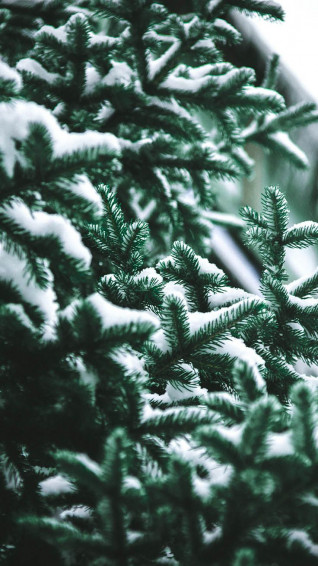 Winter Love