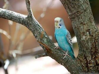 Desktop Wallpaper Animals Background Budgerigar Aka