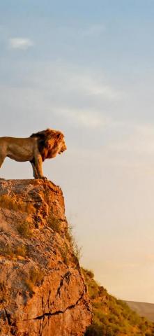 The Lion King Mufasa Simba 4k Wallpaper