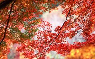 Red Maple Leaves Wallpaper
