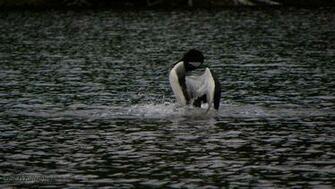 Common Loon Parade Wallpaper Desktop