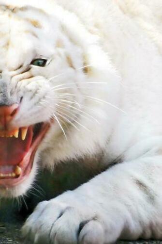 Angry White Tiger iPhone Wallpaper