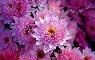 Wallpaper Flower Windows