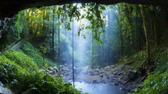 Tropical Rainforest Wallpaper