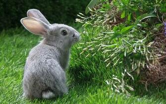 Animal Wallpaper Of A Gray Rabbit In The Backyard