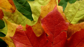 Autumn Foliage Wallpaper HD