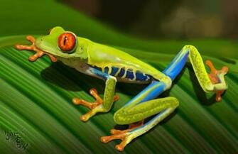 Red Eyed Tree Frog Wallpaper Animalgals
