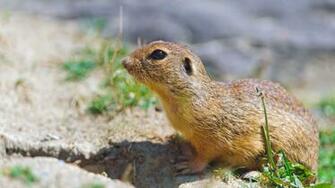 Wallpaper Gopher Sitting Sand Shade