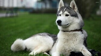 Husky Wallpaper Animal