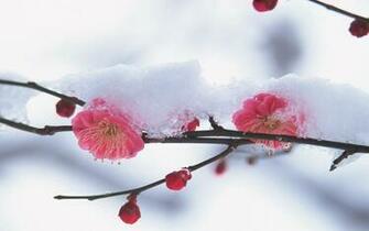 Winter Flowers Px HDwallsource