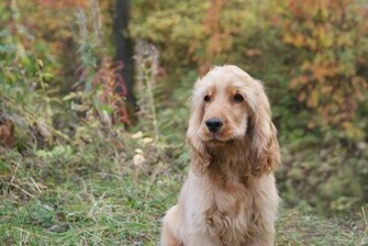 Cocker Spaniel In The Forest Wallpaper And Image