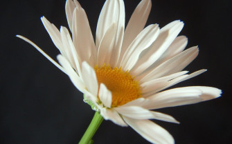 White Flowers Wallpaper
