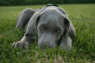 Blue Eyed Weimaraner Dog Wallapaper HD Wallpaper