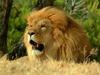 Lion Wallpaper For Mobile Pictures Image