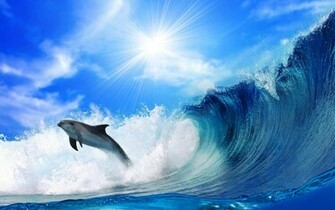Cute Dolphins HD Wallpaper Collection Image To