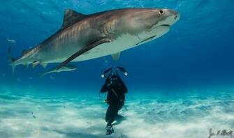 Pics Photos Tiger Shark Wallpaper HD