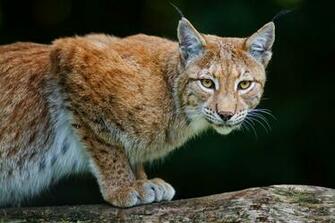 Iberian Lynx Kitten Wallpaper