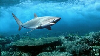 Shark Sea Fish Cool Pictures HD Wallpaper Of