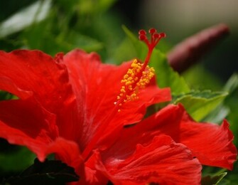 Hibiscus Flowers Wallpaper Desktop H830468 HD
