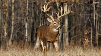 Whitetail Deer Wallpaper HD