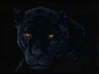 Black Panther Green Eyes Original For