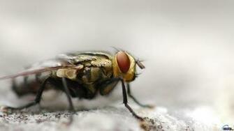 Wallpaper Fly X HDtv 1080p Desktop