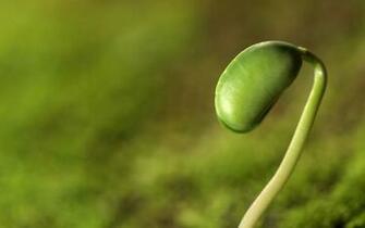Spring Bud Wallpaper HD S