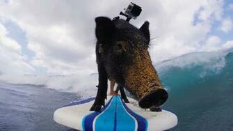 Gopro Video Of Kamu The Surfing Pig Catching Waves In Oahu Hawaii