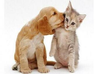 Wallpaper Dog And Cat HD Background Desktop