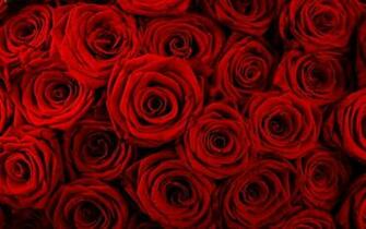 Red Rose Flower Background