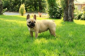French Bulldog Background Wallpaper By Ladygaga Revelwallpaper Net