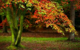 Beautiful Autumn Trees Wallpaper Image Pictures Becuo