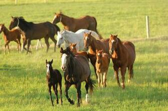 Horses In The Spring Wallpaper Gallery