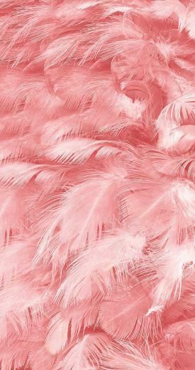Pink Feathers Limited Arkaplan Tasar Mlar iPhone Duvar
