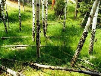 Birch Wood Wallpaper