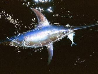 Swordfish Wallpaper Animals Town