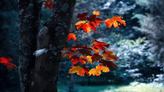 Autumn Leaves R Wallpaper