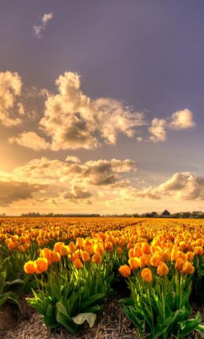 Sunset Nature Tulip Farm Wallpaper iPhone