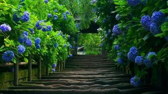 Pretty Background Nature Wallpaper