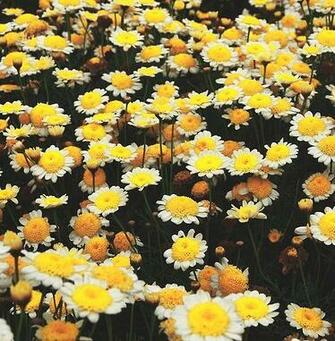 Daisies Wallpaper Image Pictures Becuo