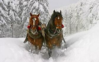 Wallpaper Horse Snow Winter Sledge Forest Desktop