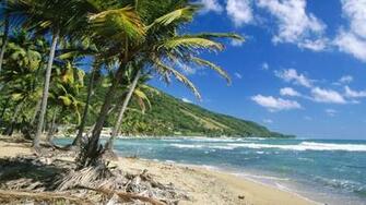 Webshots Coconut Palms Puerto Rico
