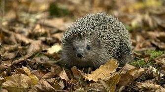 Z58 Sfondo Desktop HD Riccio Hedgehog Wallpaper