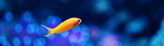 Dual Monitor Screen Multi Multiple Fish Poisson Wallpaper Background