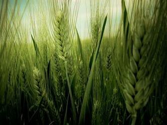 Laptop HDtv And Notebook Wallpaper For Different Size Stunning