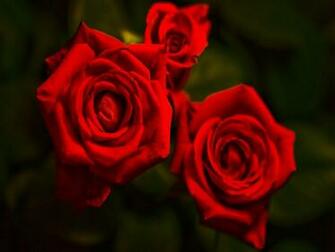 Amazing Red Roses Love Wallpaper And Background