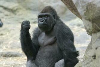 Angry Gorilla Face