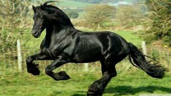 Quarter Horse Wallpaper